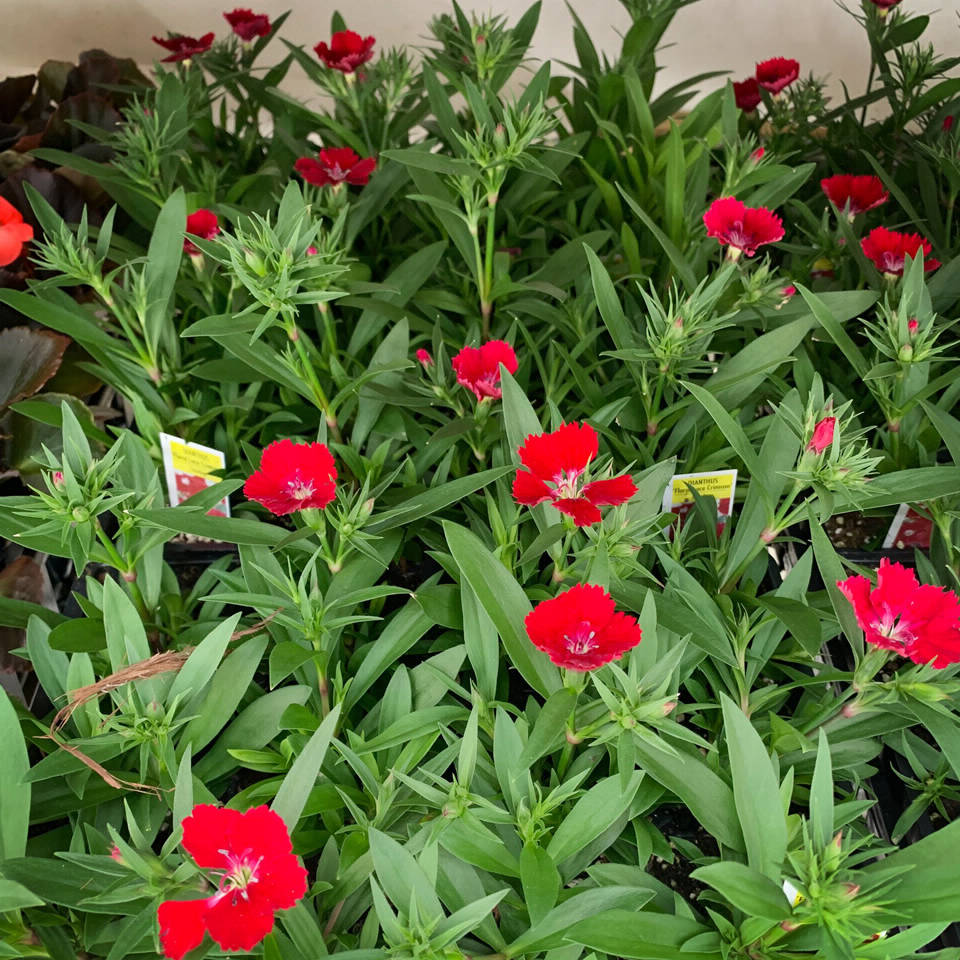 Products - Lawn and Garden - Plants